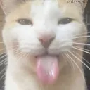 cat_silly cat_silly