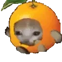ClementineCatRun