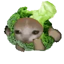 BrocoCatRun