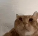 CatPunch
