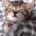 CatBedge
