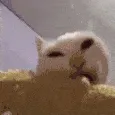 cateatcorn