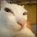 gato
