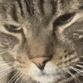Majiieyeroll