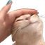 cattoPat
