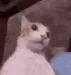 CatAintNoWay