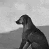 SadDoggo