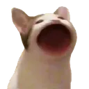 popcat