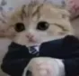 baseg
