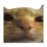 staring_cat staring_cat