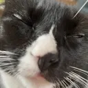 LazyKitty