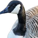 farmgoose custom emote | r/ukmedicalcannabis
