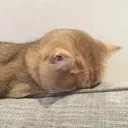 kittydone