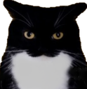A_catStare Discord emoji