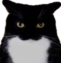 A_catStare