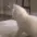 gatodance gatodance
