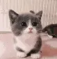 destinys_cat_meow destinys_cat_meow