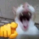 ShowoffYourSillyCatLoveandLetYou Discord Emoji