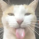 catbleh