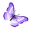 96655056purplebutterfly