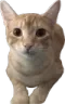 catReal