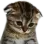 sadcat