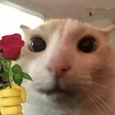 CatRose