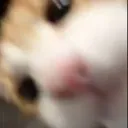 cat_2