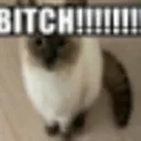 BITCH