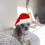 christmas_doggy