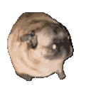 pug Discord Emoji