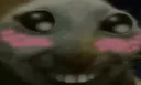 xddcute