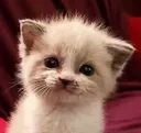 foofie_poofie