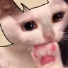 shirosadeatpaw