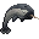 narwhal