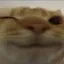catwink