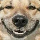 dog_smile