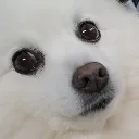bellpanik