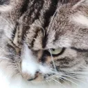 smidgegrump