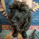 sniffy