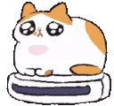 catSpin