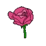 AA_rose
