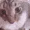 j_cat_seizure