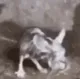 jwycat2