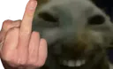 xddfuckyou