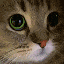 :MEOW: