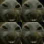 xddshuffle