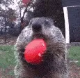 groundhogday groundhogday