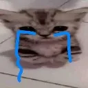 cry_cat cry_cat