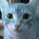 bluecat